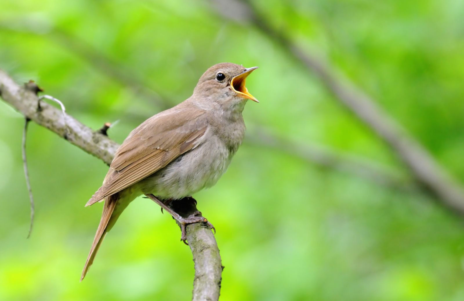 10 nomi di animali che iniziano con la U
