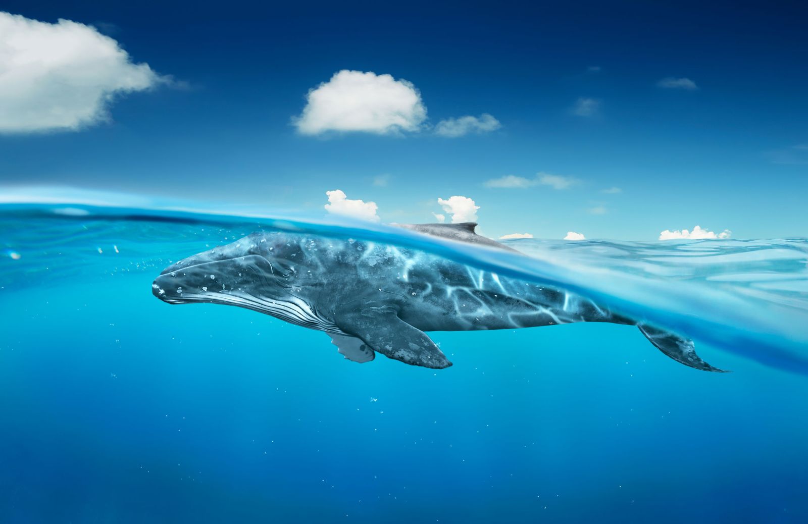 Le balene nutrono l'ecosistema oceanico