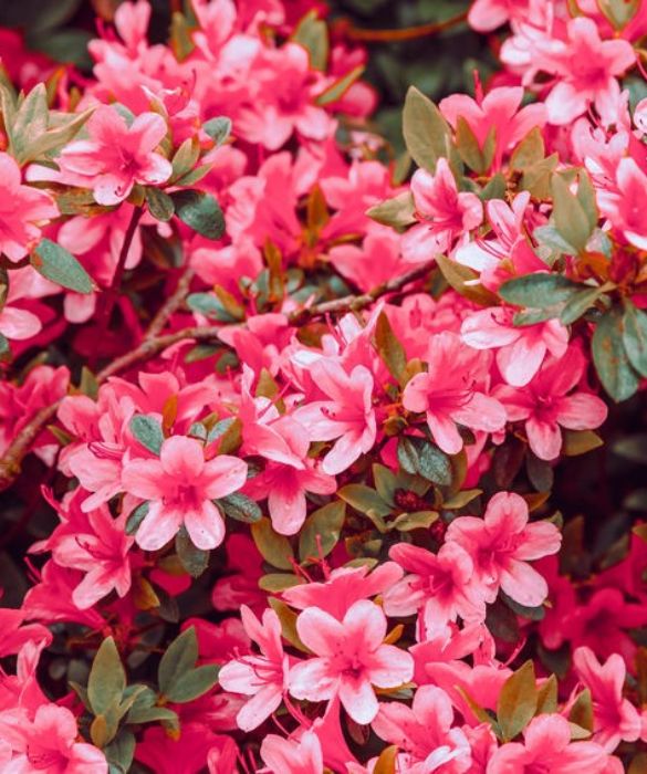 <p>Rosa, magenta, rosso, bianco. L&rsquo;<strong>azalea</strong> fiorisce a lungo e regala colore e profumo. Pianta sempreverde, molto resistente sia al freddo sia al caldo, vive perfettamente sia in giardino sia in vaso. Simbolo di gioia, speranza e fortuna, nel linguaggio dei fiori richiama la figura della donna e soprattutto della mamma. Associato a concetti come femminilit&agrave; e&nbsp;temperanza &egrave; anche il simbolo dell&rsquo;amore puro e per questo &egrave; la scelta per antonomasia del dono floreale per la festa della mamma.&nbsp;</p>
