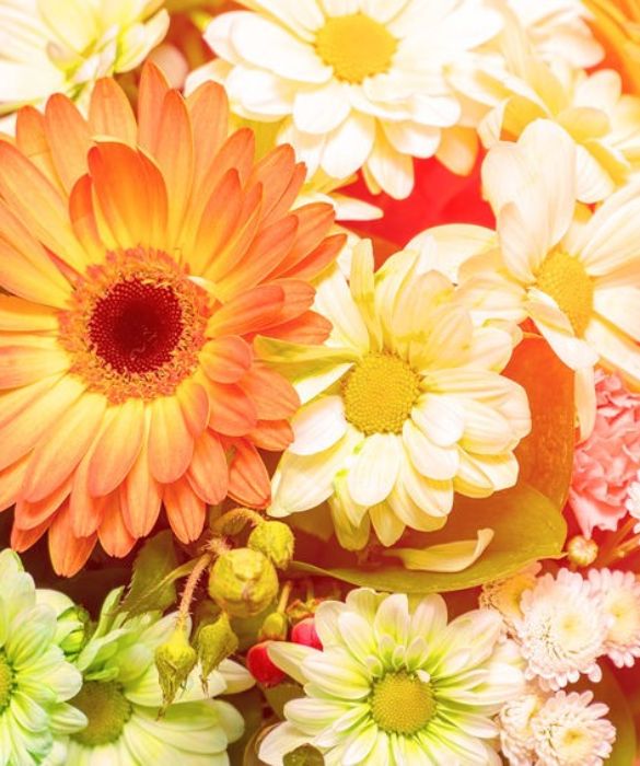 <p>Spesso confusa con la margherita, la <strong>gerbera </strong>ha i petali pi&ugrave; lunghi e appuntiti. Fiore dai colori molto accesi e dalle tante variet&agrave;, assume un significato diverso a seconda della variante. La gerbera arancione &egrave; simbolo di gioia e allegria, mentre la gerbera rossa o arancione scuro simboleggia successo, costanza e buona volont&agrave;. Molto amata la gerbera gialla&nbsp;che significa gratificazione e, di solito, si regala a chi raggiunge un <strong>traguardo </strong>atteso da tempo come il superamento di un esame o un successo lavorativo.</p>
