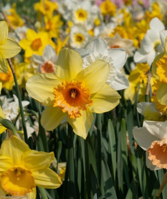 <p>Il suo odore penetrante &egrave; un tipico segnale della primavera. Un fiore elegante le cui caratteristiche fanno pensare al mito e al giovane pastore che accecato dalla vanit&agrave; cadde nel lago ed anneg&ograve;. Simbolo di divertimento e gioco, &egrave; l&rsquo;ideale per dimostrare simpatia verso una persona.<br />
&nbsp;</p>
