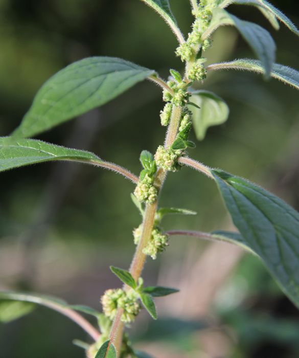 <p>Di rado facciamo caso a quest&rsquo;erba spontanea che cresce all&rsquo;ombra, lungo rocce e muri. Durante il suo lungo periodo di pollinazione (da maggio a ottobre) rilascia parecchia istamina: ai primi sintomi di allergia &egrave; bene farsi vedere da un medico perch&eacute;, se trascurata, pu&ograve; peggiorare.&nbsp;</p>
