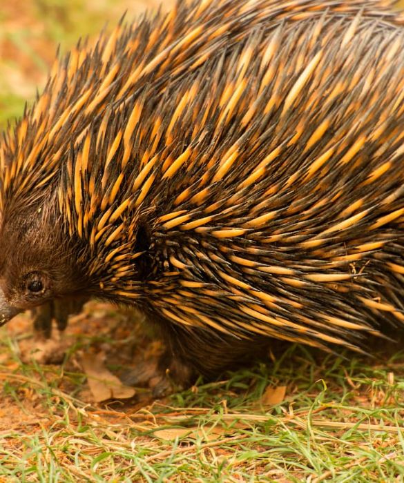 L'echidna (detta anche 