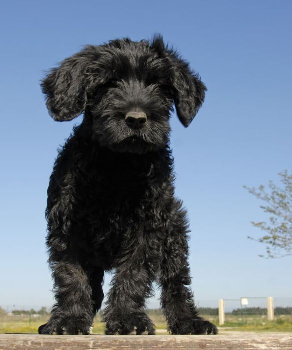 <p>Famoso per le sue doti natatorie il C&atilde;o de &Aacute;gua Portugu&ecirc;s veniva imbarcato sulle navi portoghesi e spagnole e perci&ograve; &egrave; da sempre considerato fido accompagnatore dei pescatori. E' un animale molto vivace che ama socializzare con l'uomo e lavorare per lui.</p>
